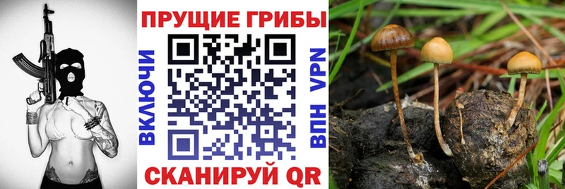 Псилоцибиновые грибы Psilocybe Купить закладки Гатчина